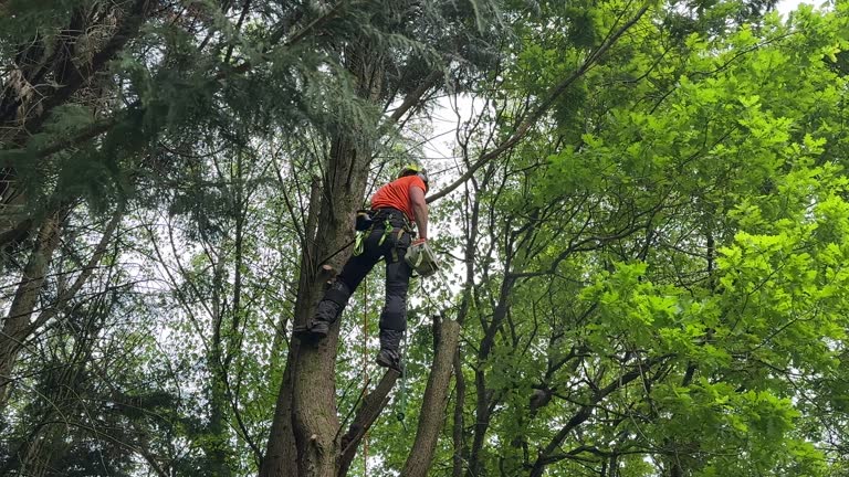 Best Tree and Shrub Care  in Vestavia Hills, AL